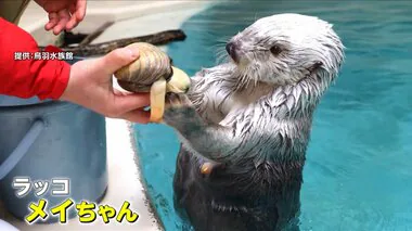 鳥羽水族館で大人気のラッコ・メイちゃん　ふるさと応援大使“任メイ”式