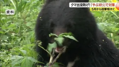 クマは子育て中…子グマを守ろうと襲ってくる可能性　5月から目撃相次ぐ　「やぶ刈り」で対策