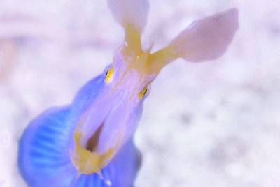 海のことは海の生物に　衣替え時期教えてくれる「異色のギャング」