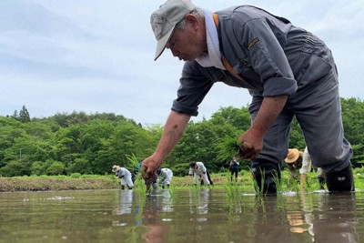 福島・浪江で14年ぶり田植え　原発事故の避難指示解除で試験栽培