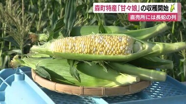 「例年以上に甘くなっている」　特産のトウモロコシ“甘々娘”の販売開始　午前5時に100人が列　静岡