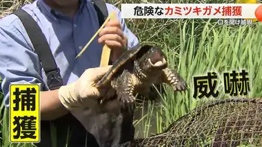 かまれると“大けが”も　危険な｢カミツキガメ」捕獲　千葉・印旛沼で大量繁殖…捕獲作戦で根絶目指す