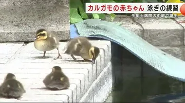 カルガモの赤ちゃんが泳ぎの練習　池の塀から水にダイブ！　病院の中庭で誕生＜岩手・盛岡市＞