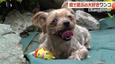 飼い主の手をスルリ！庭遊びが大好きすぎて“逃走”　おてんばヨークシャーテリア