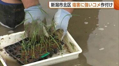 去年の被害大きく…“塩害に強い”コメ作付け！気候変動に負けない農業を「実り・収量に期待」【新潟市】