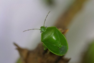 カメムシ、今年はなぜ大量発生?　農家や家庭ができる対策は?