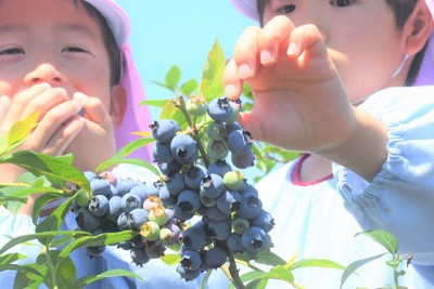 「甘くておいしい」　園児がブルーベリー摘み取り体験　大阪・岬