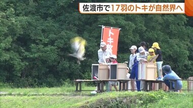 17羽の“トキ”が自然界へ！住民などが放鳥見守る「元気に巣立って大きくなって」【新潟・佐渡市】