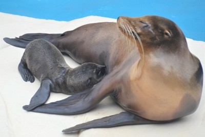 「一緒に成長見守って」　愛媛の動物園がアシカの赤ちゃん公開