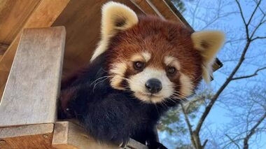 動物園でレッサーパンダ脱走　すぐに捕獲も職員１人軽傷　鍵のかけ忘れが原因か〈仙台〉