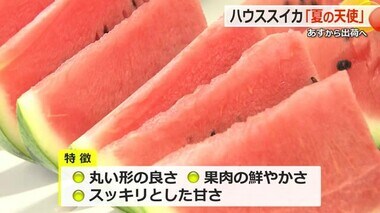 スイカ「夏の天使」糖度高く出来は上々　6日から関西方面も含め3万玉の出荷見込む