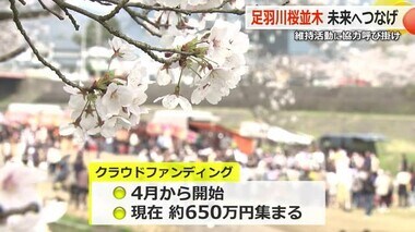 足羽川の桜並木“市民の力”で存続へ　福井市がクラウドファンディング　6月末までに目標1200万円