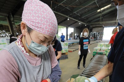 味わえるのは約1カ月間…「幻のメロン」出荷本格化　千葉・銚子