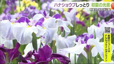 「初夏になってきた」新居浜・池田池公園でハナショウブしっとり「今年もいっぱい」【愛媛】