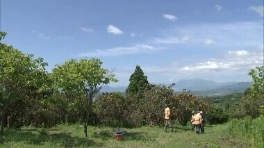 ビワ狩り　一般開放の日も　大分県国東市