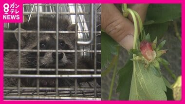 『アライグマ被害』多発　収穫シーズンのイチゴが「へただけ残って…」　秘策は「ラジコン草刈り機」で遊休農地を管理