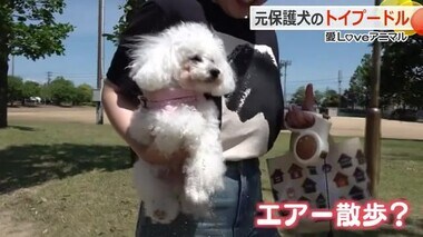 散歩で疲れると“必殺エア散歩”炸裂！　元保護犬のたくましいトイプードル「くうちゃん」【福井】