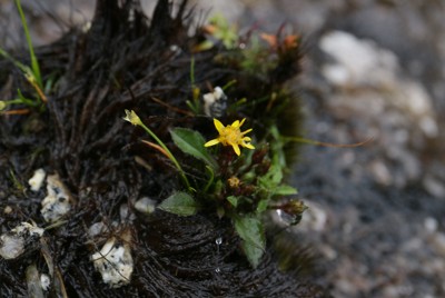 屋久島の植物、なぜ小型化?　東北大などが奇妙な法則を解明