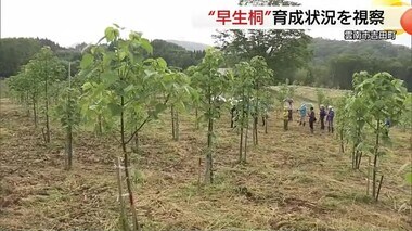 森林保全の“成長株”に期待！「桐」の早生樹 スギの５倍のCO2吸収力でグングン生育 （島根・雲南市）