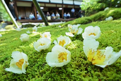 緑あざやかなコケに純白の花　「沙羅の花」が参拝者魅了　京都