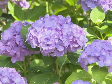 開花が例年より早く満開迎える…“あじさい寺”愛知県幸田町の本光寺で名物のあじさいが見頃 15品種約1万株