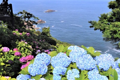 海を背に色とりどりのアジサイ、見ごろ　宮崎・桃源郷岬