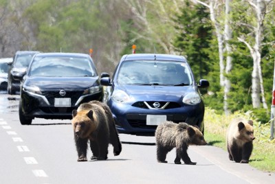 クマの人身被害急増　専門家「遭遇しないための予防策を」