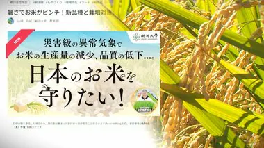 “日本のコメ”守る！異常気象に負けない新品種開発目指すも…研究費不足で支援呼びかけ