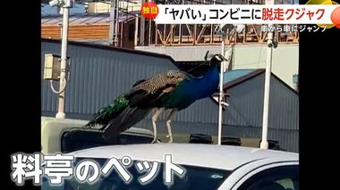 【独自】「ヤバい！こんなことある？」コンビニの車の上に“クジャク”　近くの料亭のペット脱走…20分後に捕獲　群馬・高崎市