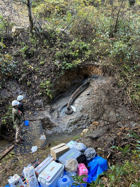 270万年前のクジラ化石、救出へ　発掘費のCF、12日間で目標達成