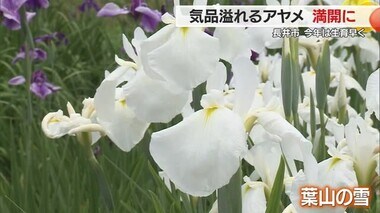 白・紫・ピンク 色とりどりの気品あふれる「アヤメ」例年より10日早く満開に　山形・長井市