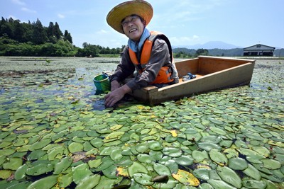 初夏の風物詩・ジュンサイの収穫始まる　独特の食感楽しんで