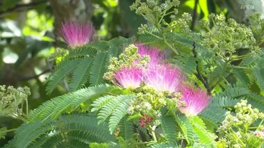 五島でネムノキの花が見頃　初夏の浜辺で潮風に揺れて【長崎】　