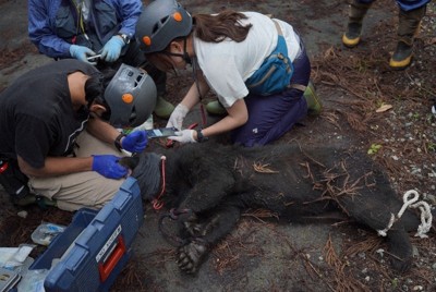 捕獲のクマを山に返す　出没相次ぎ、生態把握へ　三重・尾鷲