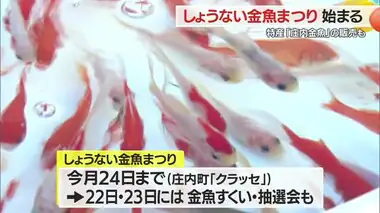 「しょうない金魚まつり」始まる　更紗模様で優雅に泳ぐ特産「庄内金魚」の販売も　山形・庄内町