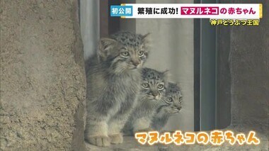 4頭の小さなもふもふ「マヌルネコ」の赤ちゃん　メディア初公開　太い足とタヌキのようなしっぽが特徴