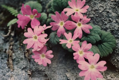 国天然記念物の植物群、40年調査せず　近くで採掘、絶滅危惧の花消滅か