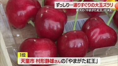 ずっしり重い・選りすぐりの大玉ズラリ　最大の「やまがた紅王」決定！　山形・寒河江市