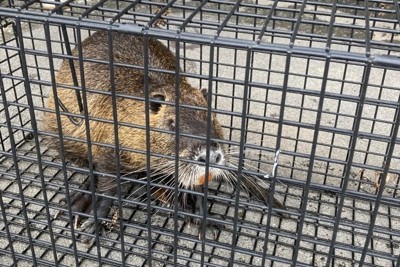 特定外来生物「ヌートリア」初捕獲　愛媛で目撃情報、住民ら協力