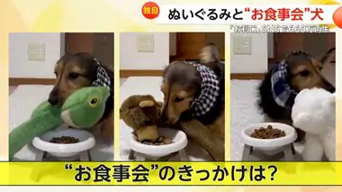 ぬいぐるみと“お食事会” 必ず並んで一緒にご飯　食が細くなった愛犬に…きっかけは飼い主の“愛”