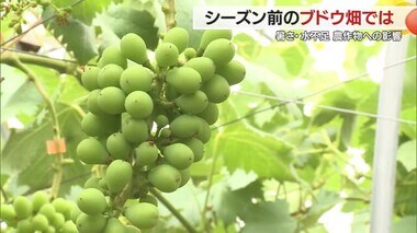 暑さ・水不足による農作物への影響は…シーズン前のブドウ畑では葉っぱが育たず日焼けも　山形・高畠町