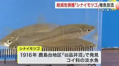 絶滅危惧種のシナイモツゴ保護へ 児童がため池に放流〈宮城・大崎市〉