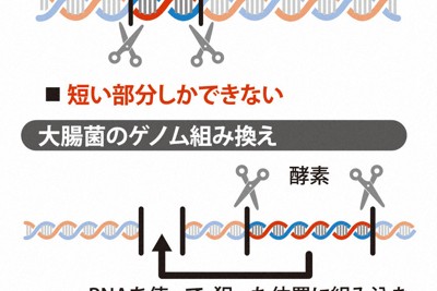 「常識覆す仕組み」　大腸菌の大規模ゲノム組み換え解明　東京大など