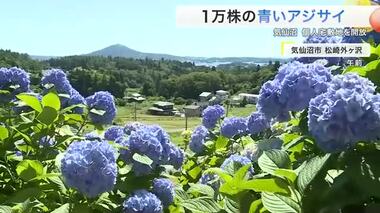 １万株の青いアジサイ咲きそろう　個人宅の敷地を開放〈宮城・気仙沼市〉