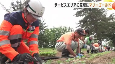 サービスエリアの花壇にマリーゴールド　ネクスコ東日本と高校生が苗３０００株　岩手・奥州市　