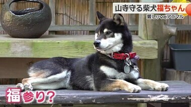 山寺を“けもの”から守る柴犬「福ちゃん」　オフは地蔵さんの前でゴロゴロ　参拝客の間では「福参り」も