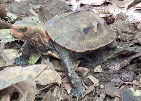 交通事故に遭い甲羅が損傷し大けが　ぐったりした天然記念物のカメ　獣医が8カ月懸命に治療し回復　森に返すまでの軌跡