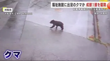 成獣のクマ１頭を駆除　福祉施設に出没のクマか　目撃情報相次いだ岩手・大船渡市で