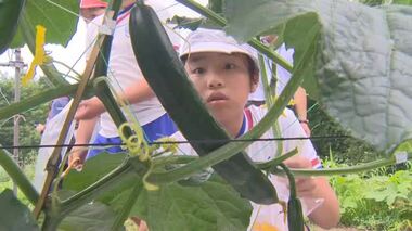 星やハート形のキュウリも…県内一の産地・久米南町で小学生が収穫体験　地元産の味を全員でＰＲ【岡山】