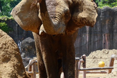 アフリカゾウの牙を抜く処置、国内で初めて成功　多摩動物公園